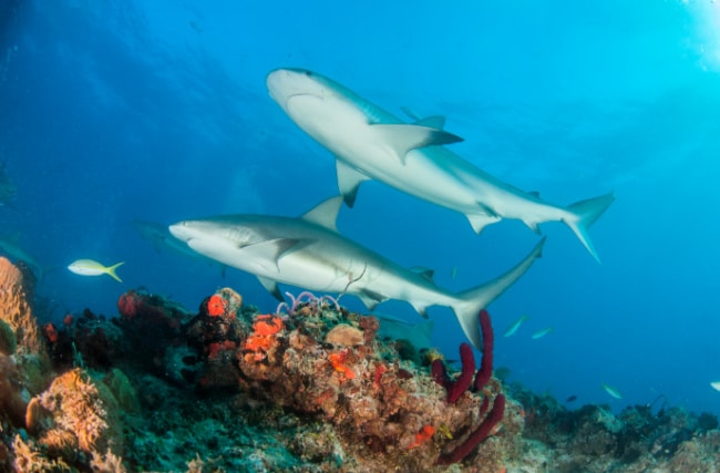 shark-at-coral-reef - The Educators' Spin On It