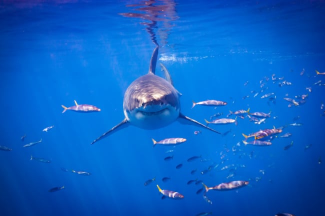 shark-in-ocean - The Educators' Spin On It