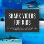 Shark Videos for Kids - The ultimate shark virtual field tip for kids