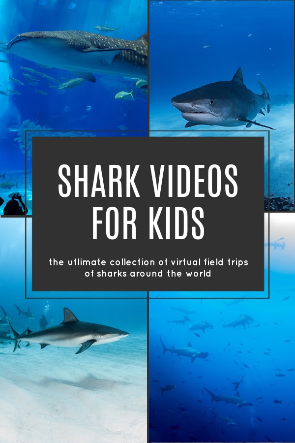 shark-videos-for-kids - The Educators' Spin On It Shark Videos for Kids - The ultimate shark virtual field tip for kids