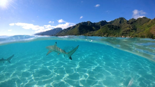 sharks-in-water-with-mountains-in-background - The Educators' Spin On It