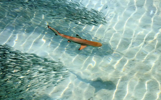 Shutterstock_1139094563 - The Educators' Spin On It