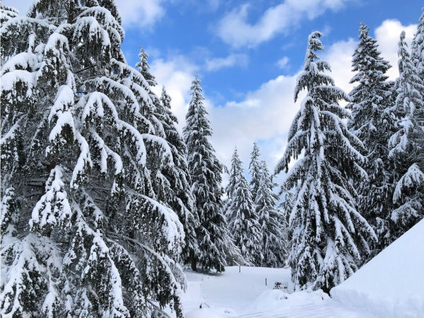 snow-on-evergreen-trees-winter-virtual-field-trip - The Educators' Spin On It Snow on ever green trees for winter virtual field trip for kids