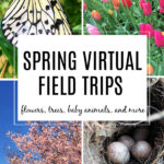 spring virtual field trips for kids with flowers, trees, baby animals and more