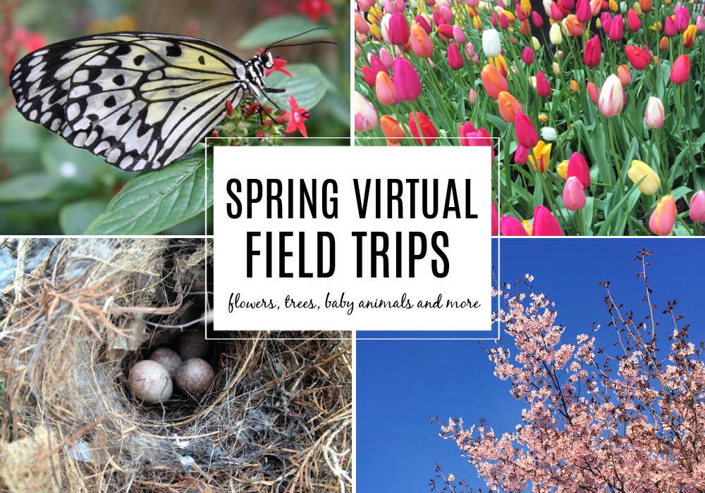 spring-virtual-field-trips-for-kids-2 - The Educators' Spin On It spring virtual field trips for kids with flowers, trees, baby animals and more