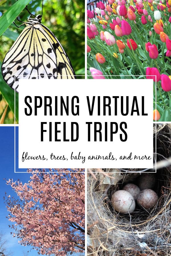 spring-virtual-field-trips-for-kids - The Educators' Spin On It spring virtual field trips for kids with flowers, trees, baby animals and more