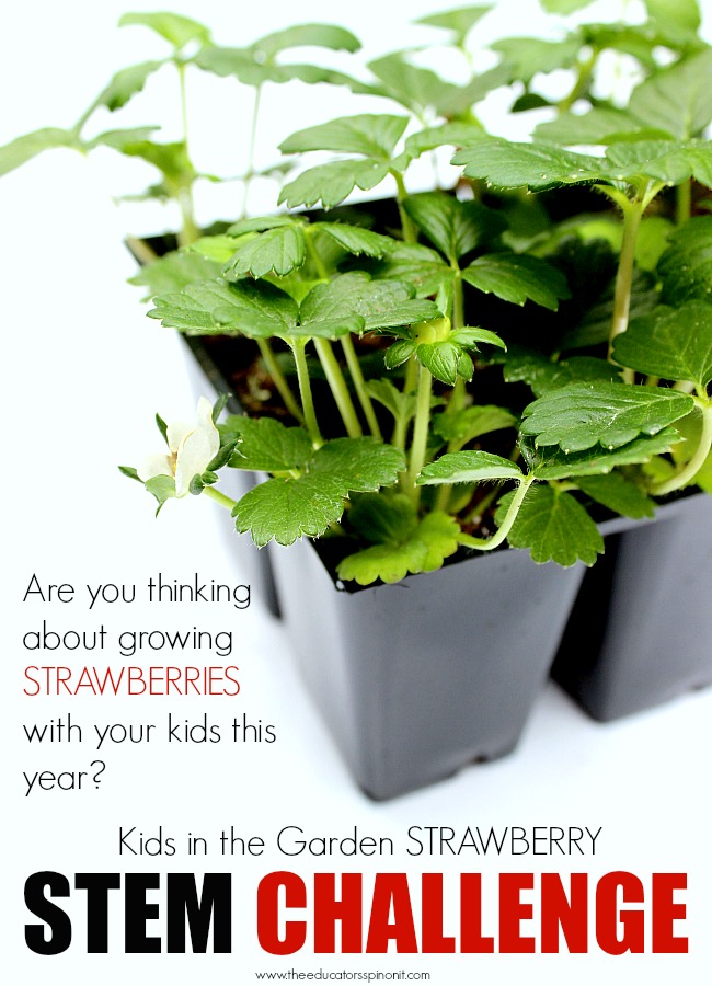 Strawberry STEM Challenge - The Educators' Spin On It Strawberry STEM Challenge, learning science, technology, engineering, and math in the garden with kids. BUDGET FRIENDLY STEM Activity