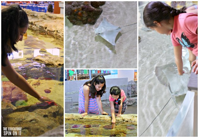 Tidal Pools and Stringrays Exhibits at the OdySea Aquarium - The Educators' Spin On It Touch Pools and Stringrays Exhibits at the OdySea Aquarium