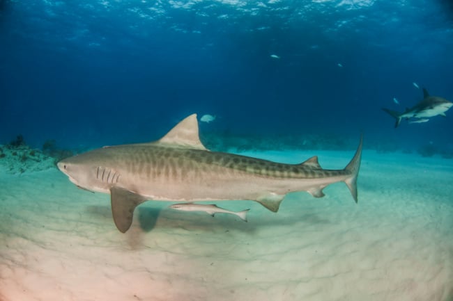 tiger-shark - The Educators' Spin On It
