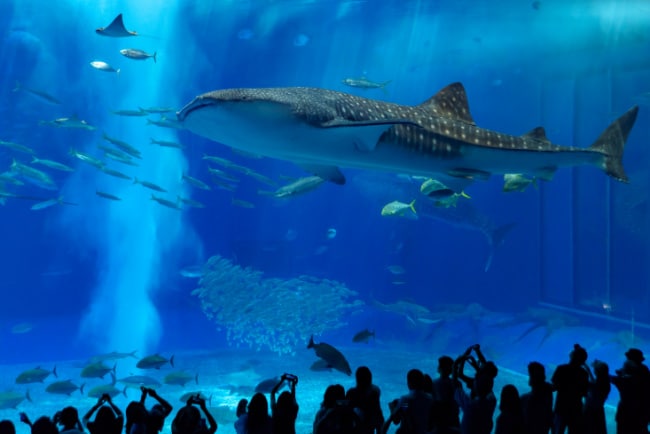whale-shark-georgia-aquarium - The Educators' Spin On It