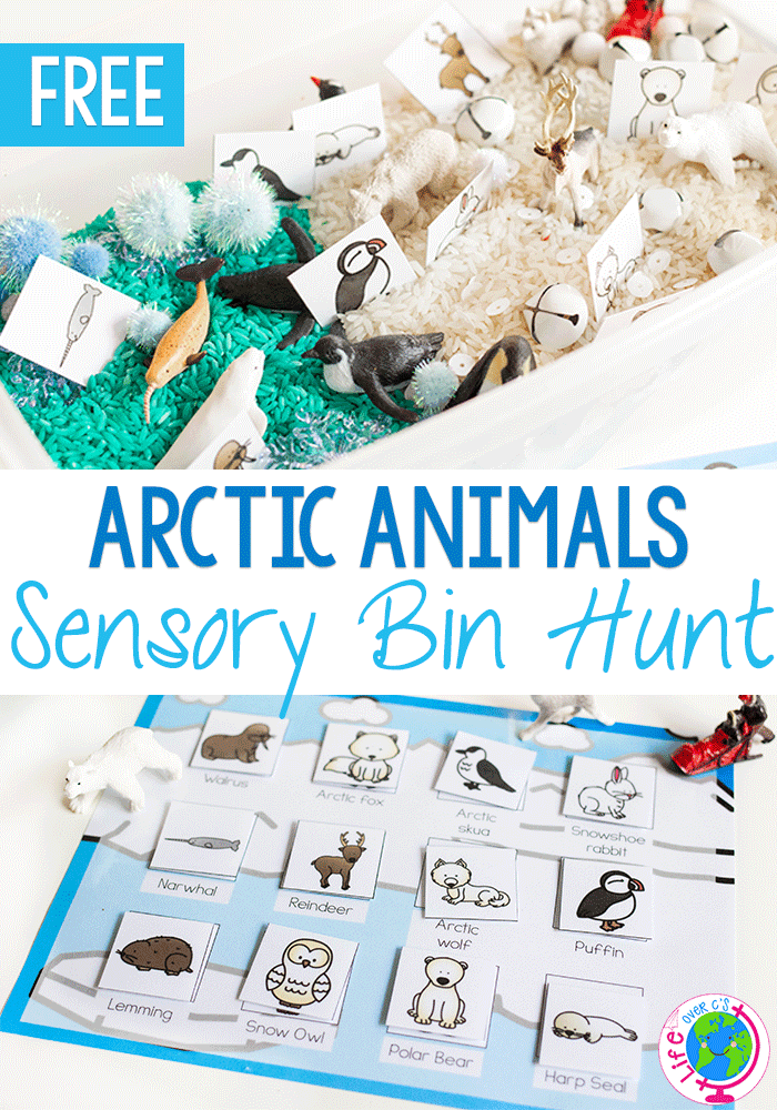 Arctic-Animal-Sensory-Matching-Pin - The Educators' Spin On It Arctic Animals Sensory Bin hunt
