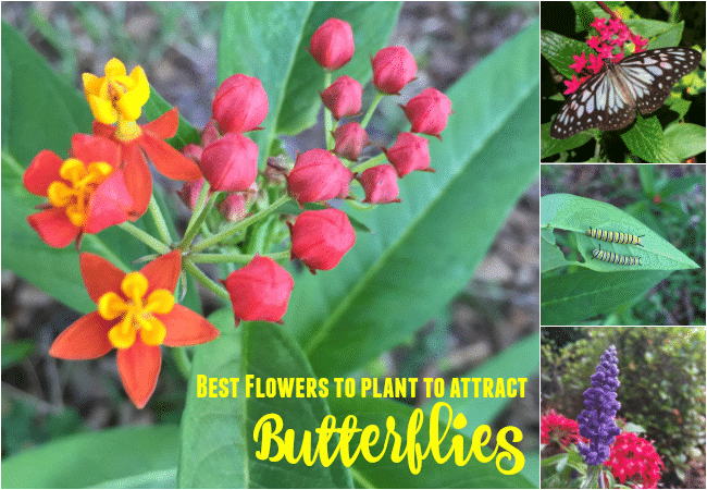 Best Flowers to Plant to Attract Butterflies - The Educators' Spin On It Best Flowers to Plant to Attract Butterflies