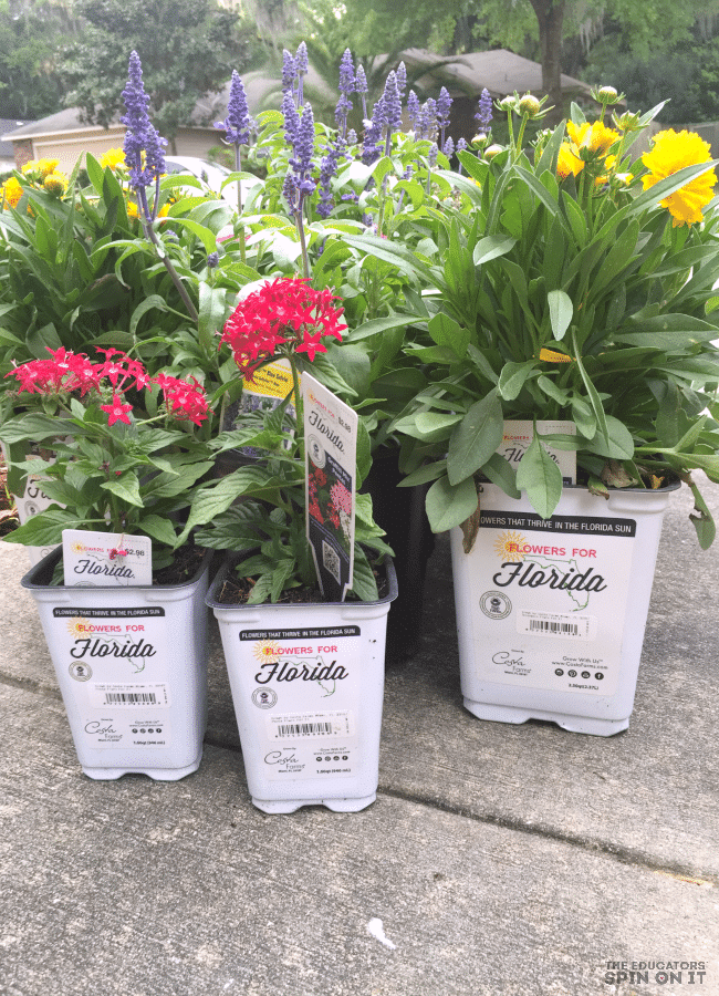 Growing Flowers Specific to Your Region - The Educators' Spin On It Growing Flowers Specific to Your Region