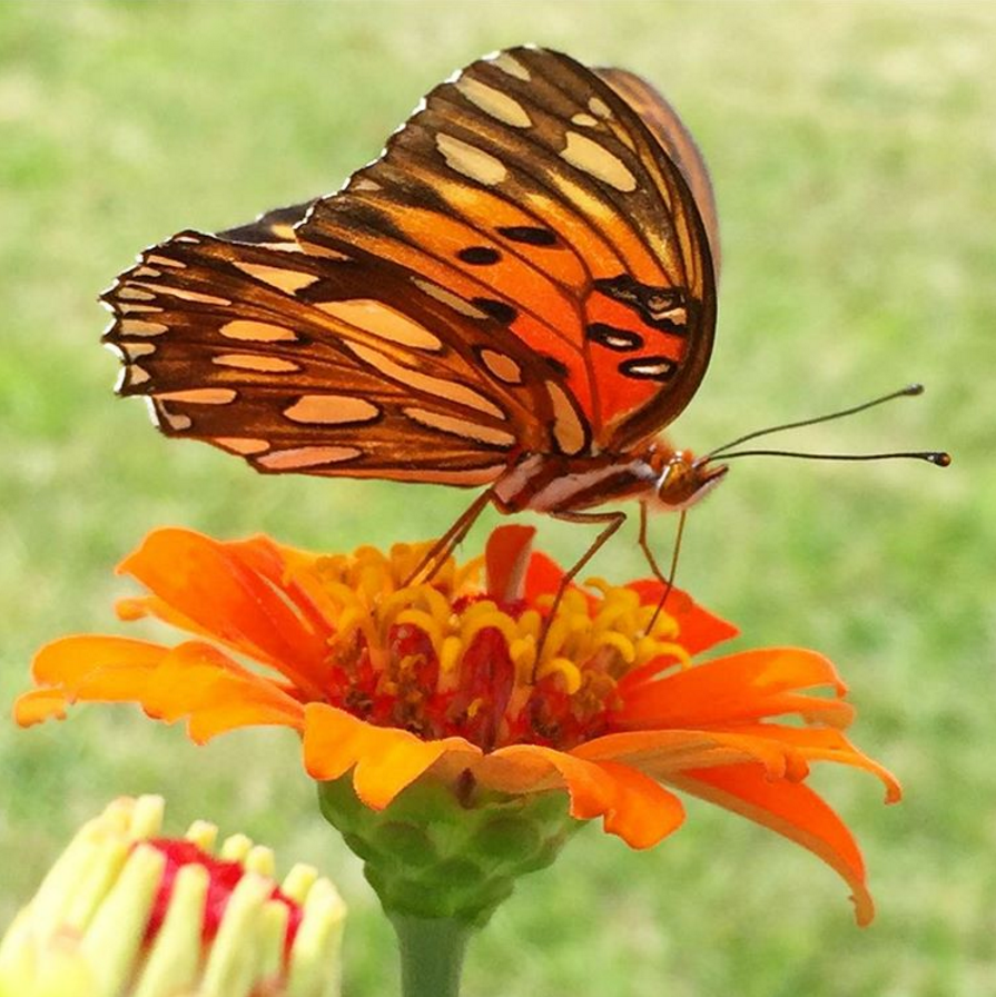 Butterflies on Zinnia - The Educators' Spin On It Butterflies attracted to Zinnias in Gardne