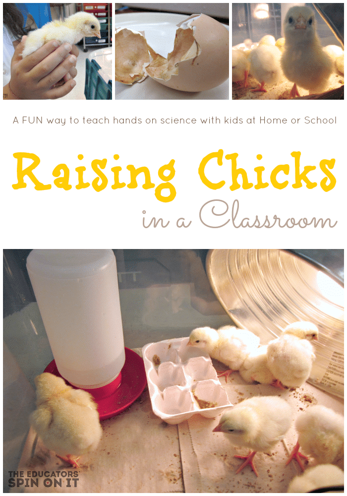 Tips for Raising Chicks in a Class or at Home from the Educators' Spin On It - The Educators' Spin On It Tips for Raising Chicks in a Class or at Home with the help of your local farmer's programs