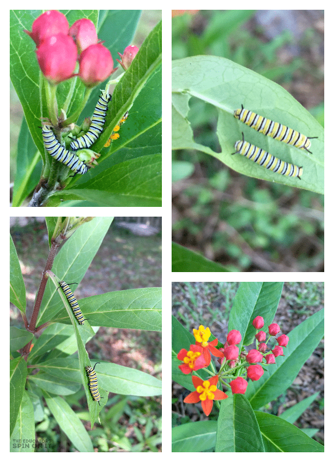 Using Milkweed with Kids to Attrach Monarch Butterflies to Garden - The Educators' Spin On It Using milkweed to attach monarch butterflies to your Garden