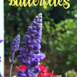 Butterfly Garden Plants. Purple and red flowers in pot to attract butterflies